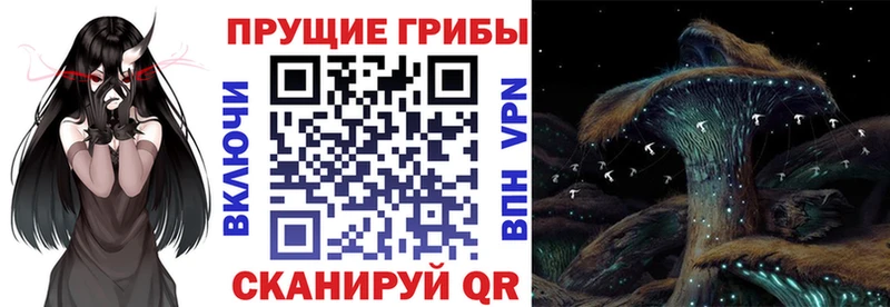 Псилоцибиновые грибы MAGIC MUSHROOMS  где найти   Тайга 